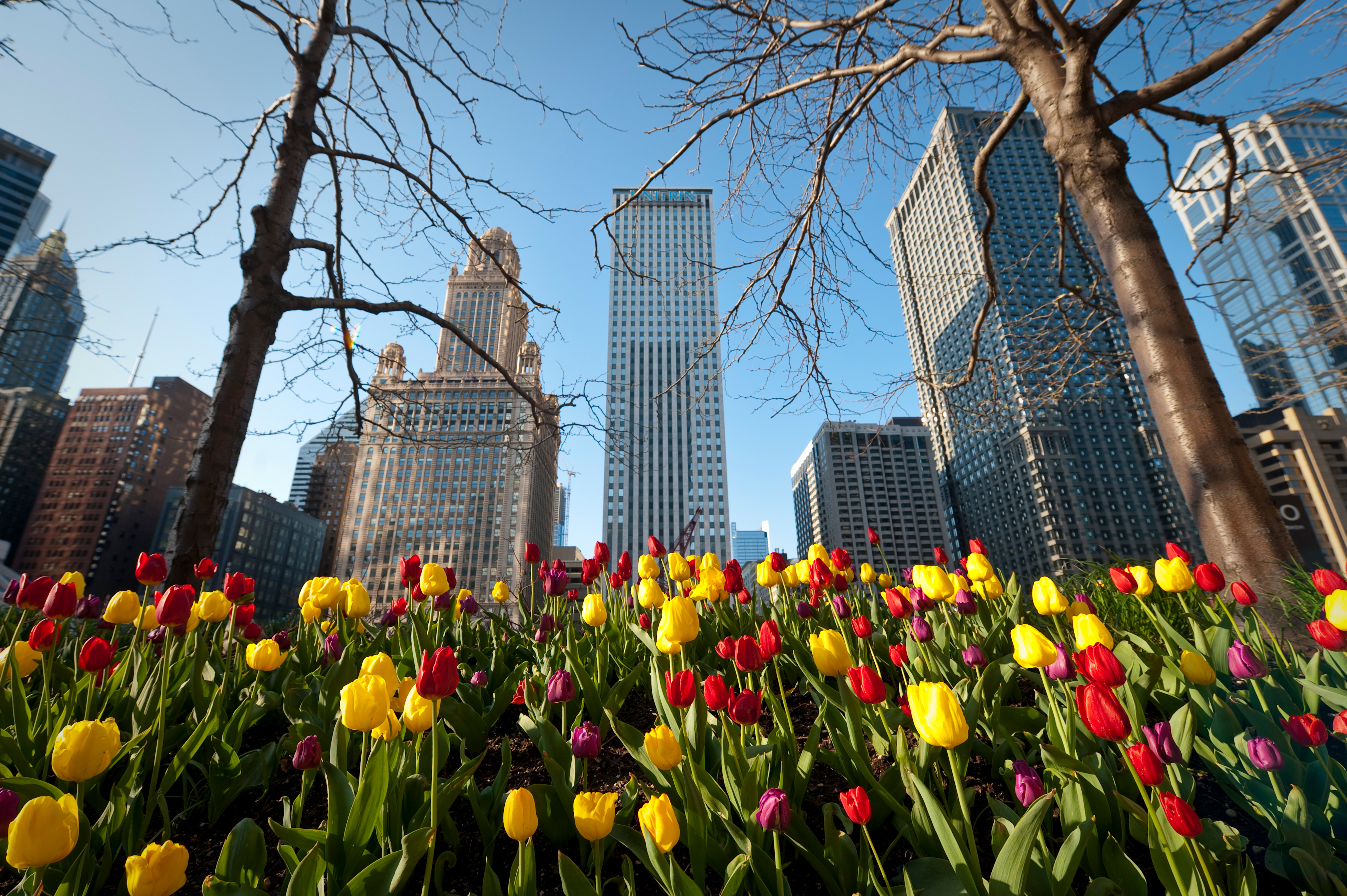 tulip field in downtown Chicago