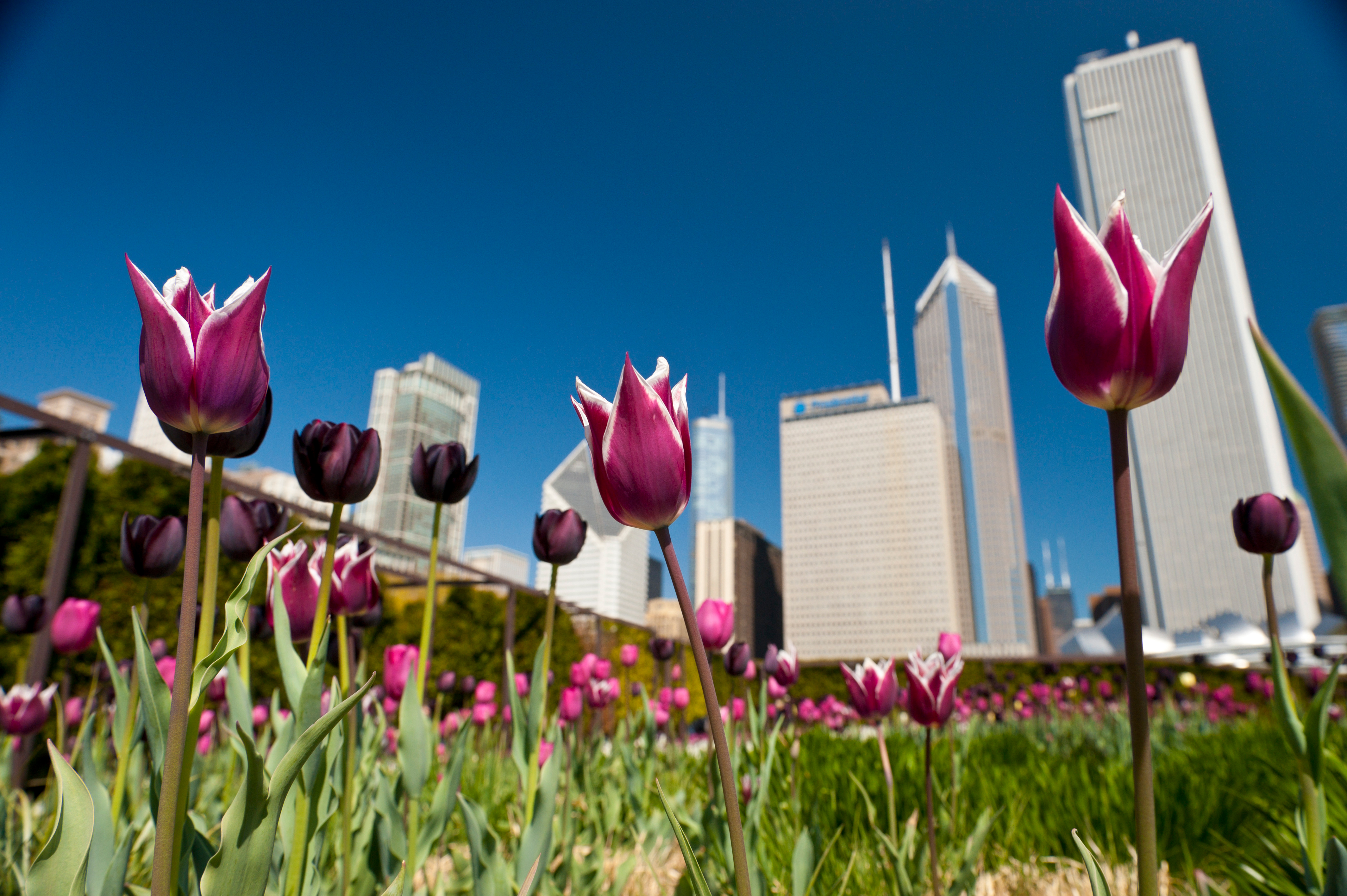 tulip field in downtown Chicago